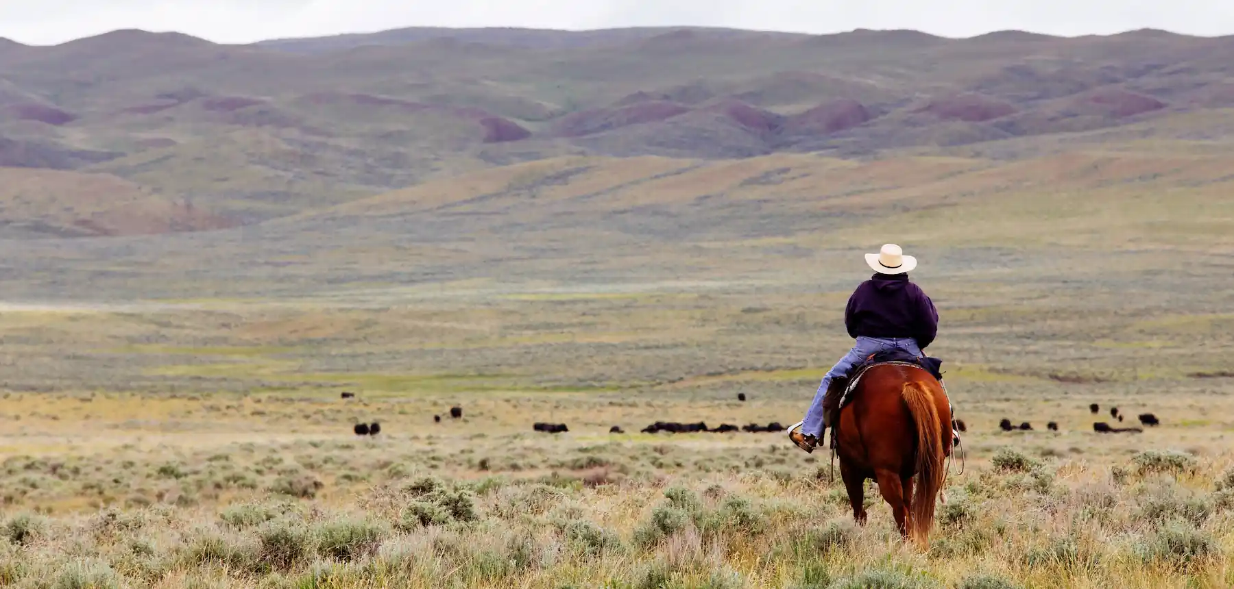 Cowboy riding a horse